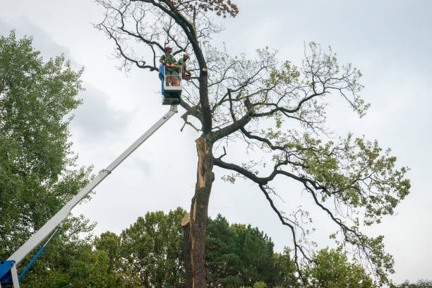 Best Utility Line Clearance  in Crystal City, TX